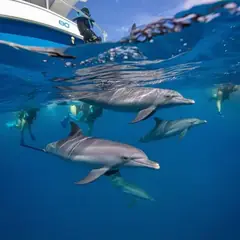 Zanzibar tours, dolphins and couples experiences