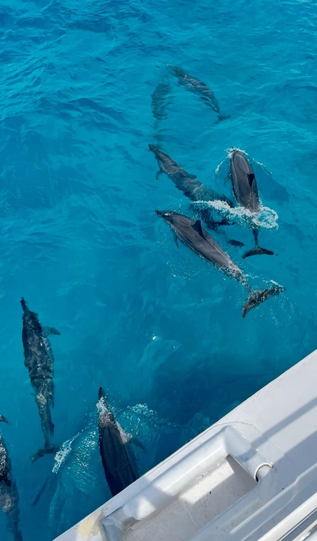 Dolphins