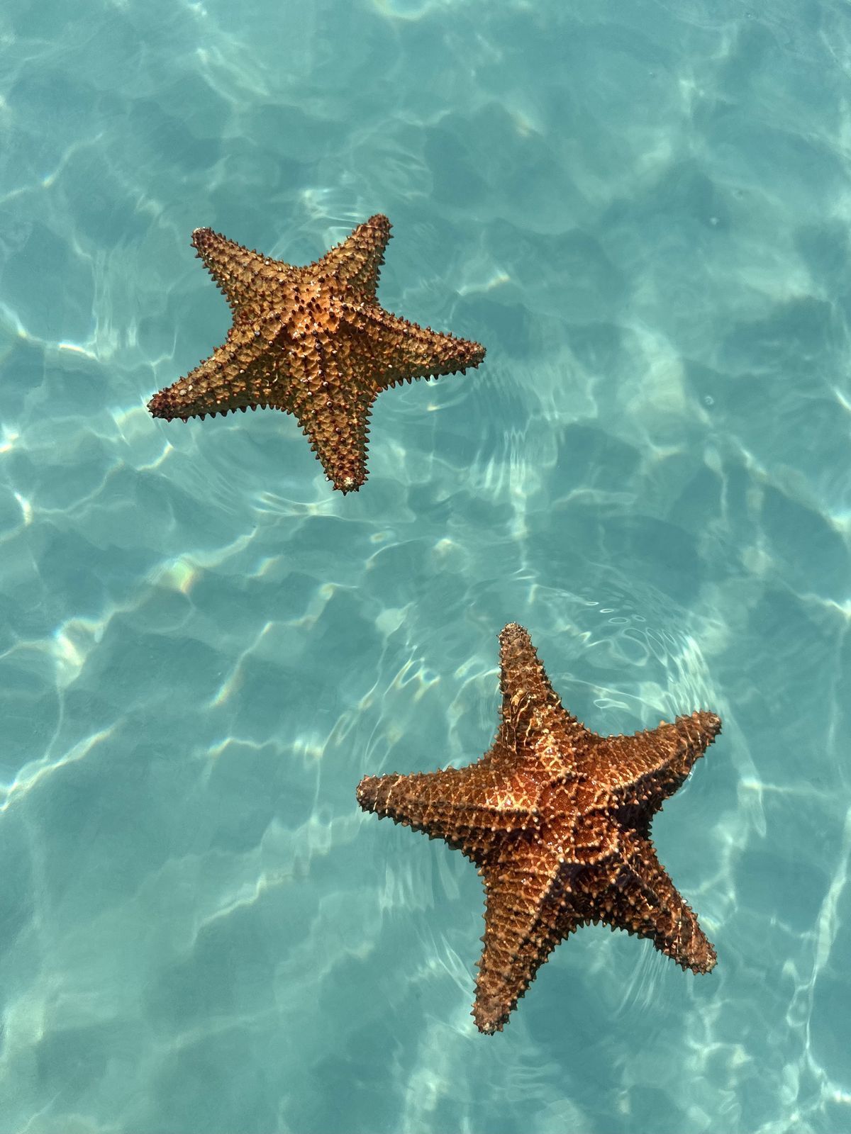 Starfish, The Rock & Golden Sunset